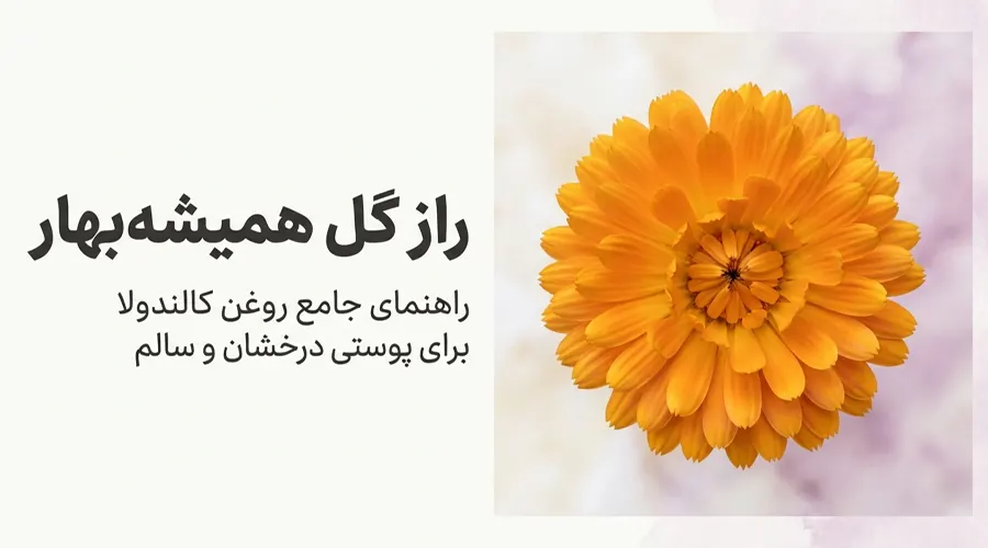 خرید روغن همیشه بهار خالص و ارگانیک آلسی هرب