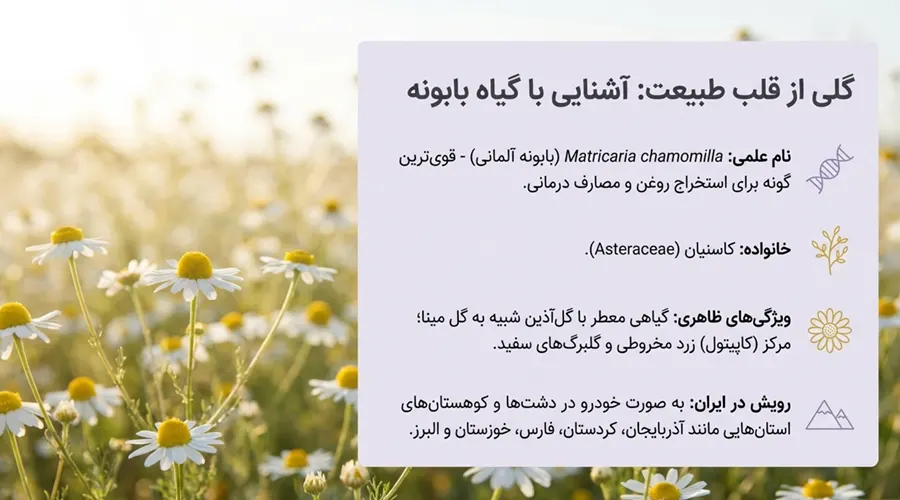 chamomile essential oil &bull; خرید روغن بابونه, قیمت روغن بابونه