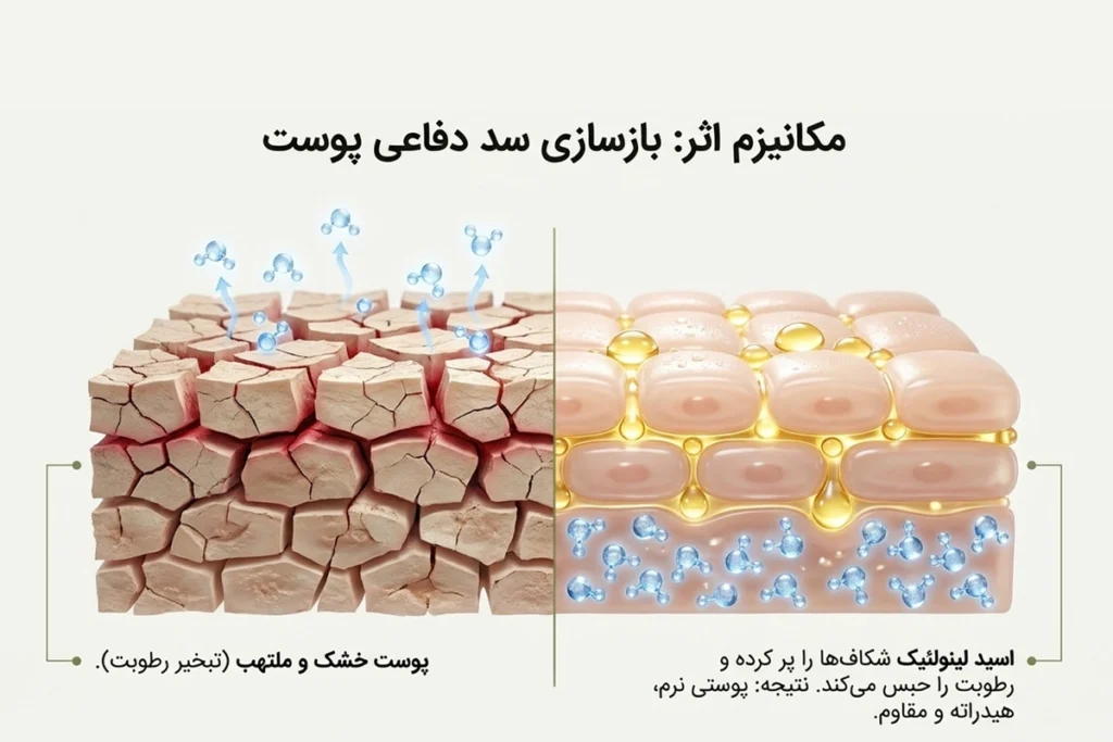 خواص روغن بذر خیار برای پوست