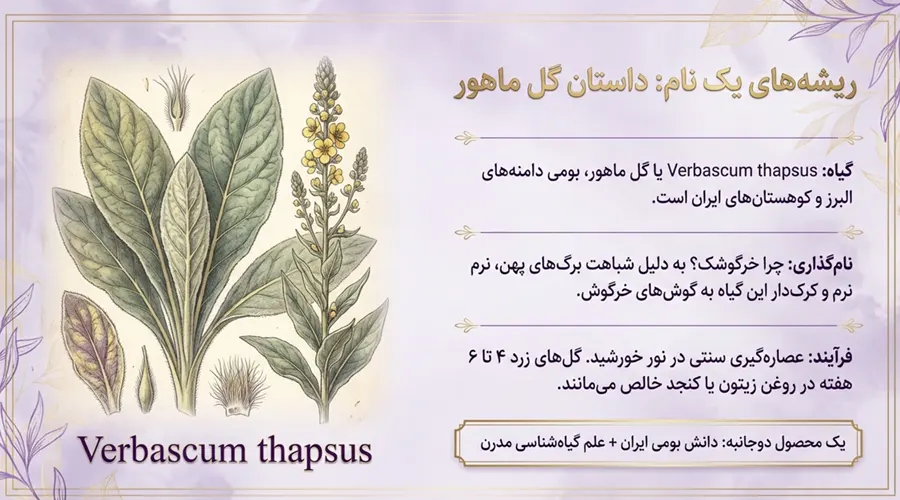 معرفی گیاه خرگوشک