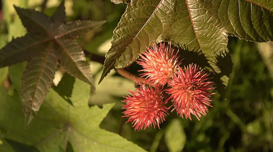 روغن کرچک برای پسوریازیس؛ راهکاری طبیعی برای تسکین پوست • آذر ۱۰ام, ۱۴۰۴ روغن کرچک برای تغذیه عمقی پوست مبتلا به پسوریازیس