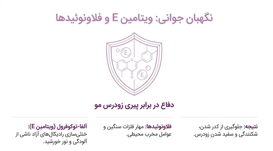 بررسی ترکیبات موثر روغن فندق برای ابرو