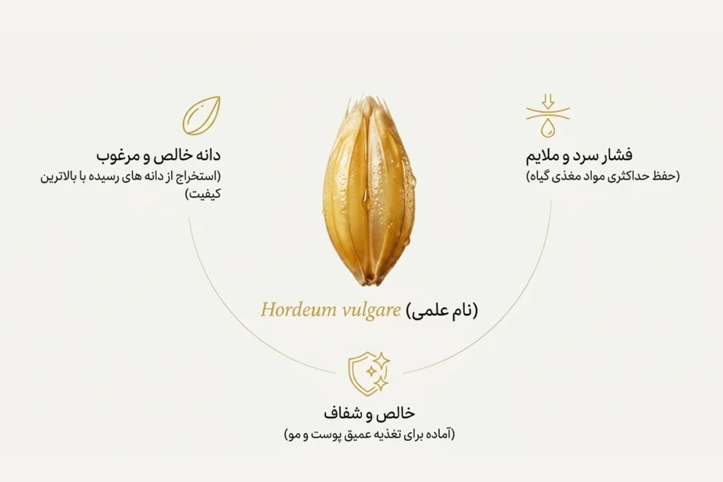 روغن جو اصل • مهر ۱۷ام, ۱۴۰۵ دانه جو برای استخراج روغن گیاهی