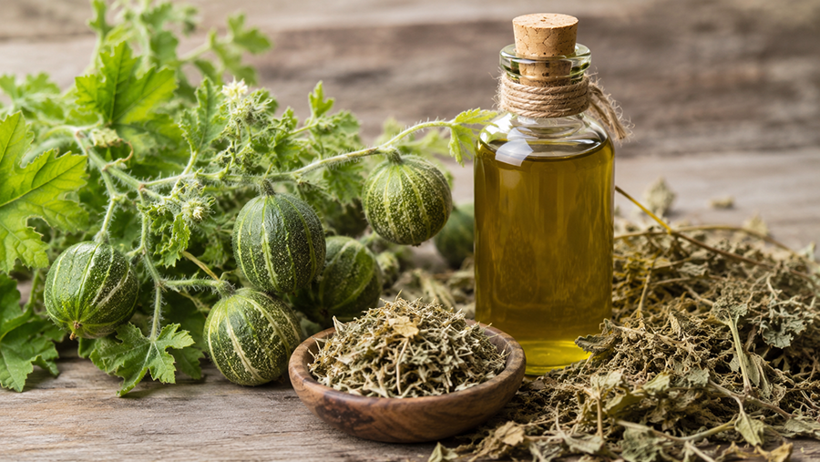 خواص روغن حنظل
