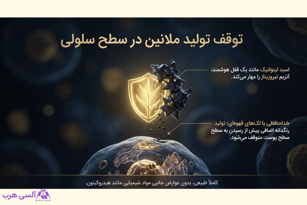 روغن هسته آلبالو برای توقف تولید ملانین سلول های پوست و رنگدانه های اضافی