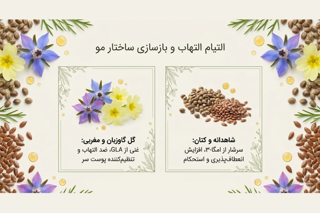 روغن های تخم کتان و شاهدانه برای وز مو و روغن گل گاوزبان و گل مغربی برای تنظیم پوست سر